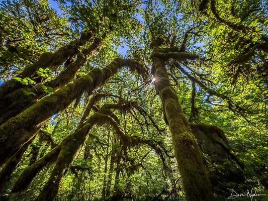 Hoh Rainforest, WA