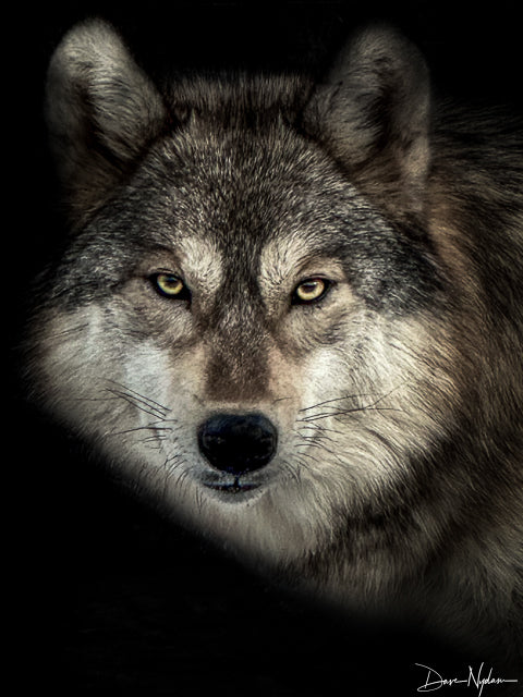 Wild Spirit Wolf Sanctuary, NM