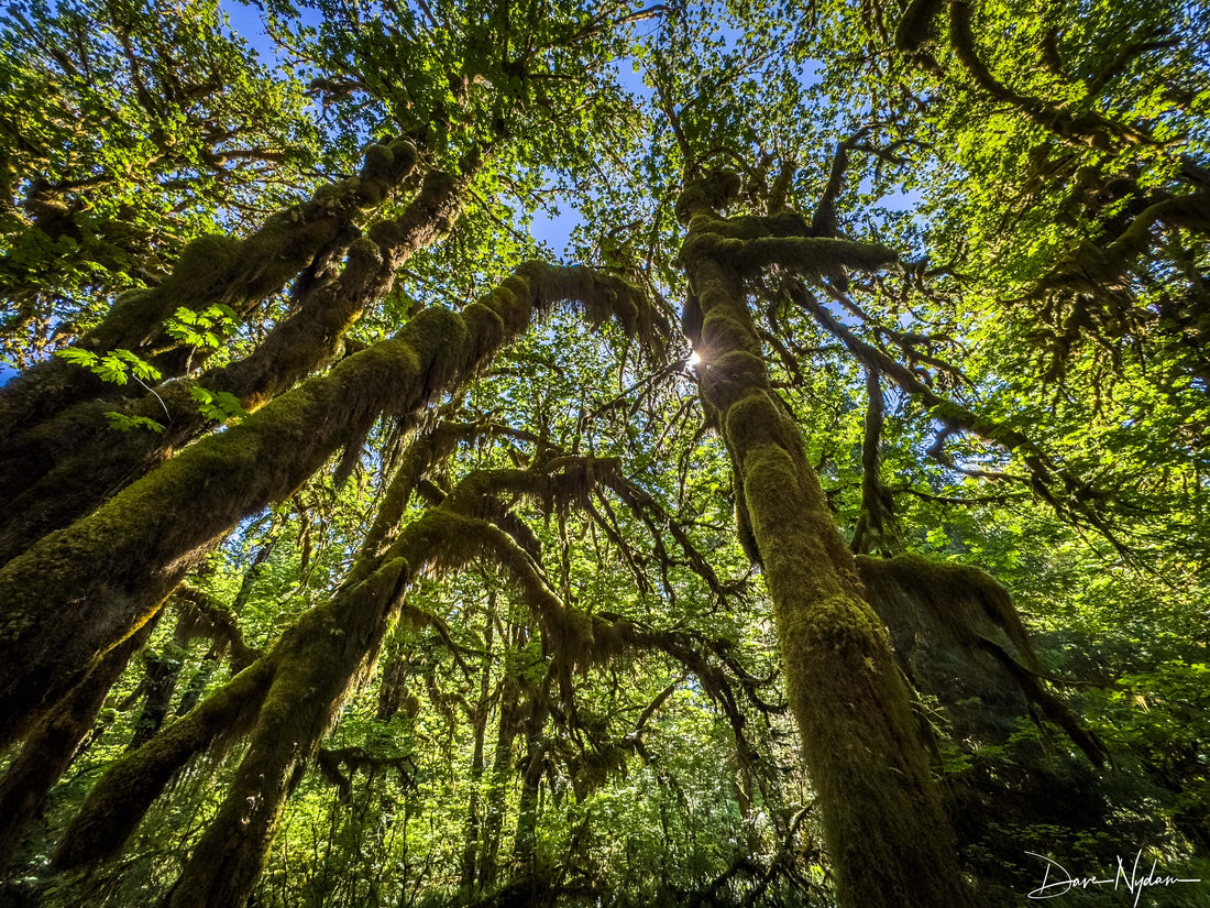 Hoh Rainforest, WA