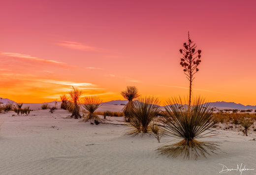 White Sands National Park - NM